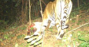 एक रॉयल बंगाल टाइगर चार राज्यों पार करते हुए तथा दो हजार किलोमीटर की दूरी तय करते हुए ओडिशा के गजपति जिला पहुंच गया है। royal bengal tiger