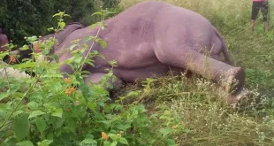 बाड़म्बा रेंज में हाथी का क्षत-विक्षत शव बरामद elephant