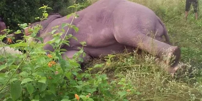 बाड़म्बा रेंज में हाथी का क्षत-विक्षत शव बरामद elephant