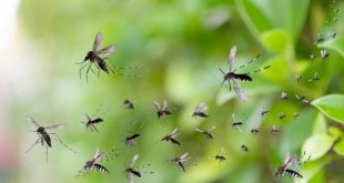 mosquito भुवनेश्वर में मच्छरों का आतंक, ओडिशा सरकार ने लिया सख्त संज्ञान