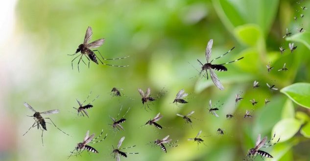 mosquito भुवनेश्वर में मच्छरों का आतंक, ओडिशा सरकार ने लिया सख्त संज्ञान